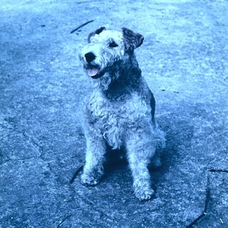 Small curly-haired dog sitting outdoors on pavement.