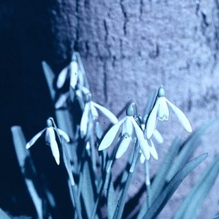 Snowdrops blooming against rough stone wall.