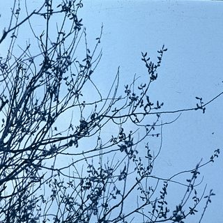 Leafless tree branches against light sky.