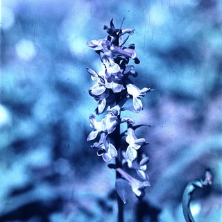 Elegant purple orchid-like flower cluster.