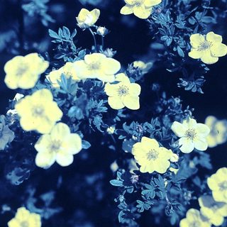 Bright yellow wildflowers in dense cluster.