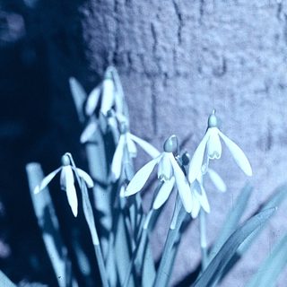 Snowdrops blooming against stone backdrop.