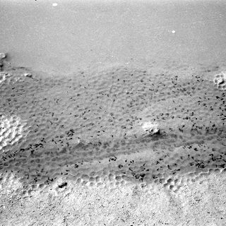 Beach with scattered bird footprints and shells.