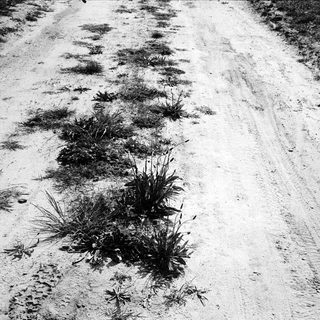 Dirt road with sparse vegetation and tire tracks.