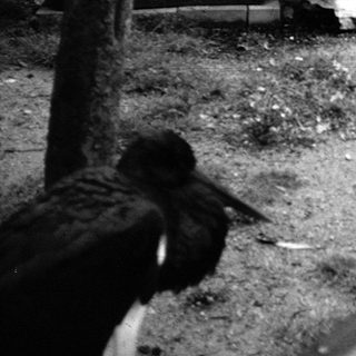 Zoo enclosure with pelicans near water and benches.