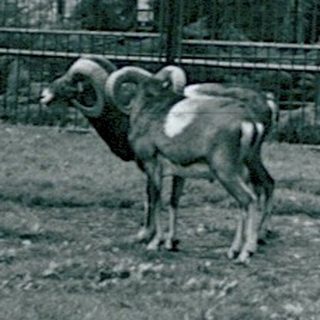 Rural farm area with cows and dogs in fenced enclosure.