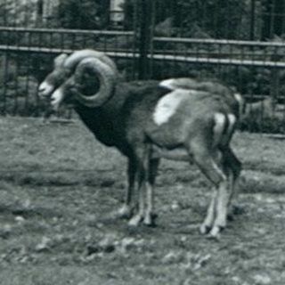 Petting zoo with goats and dogs in fenced area.