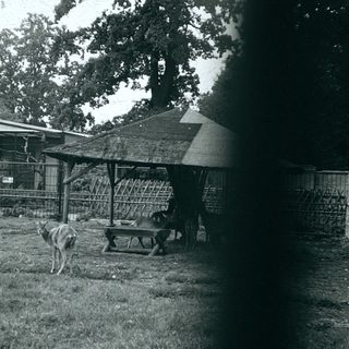 Petting zoo with goats and dogs in fenced area.