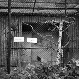 Empty animal enclosure with chain-link fence.