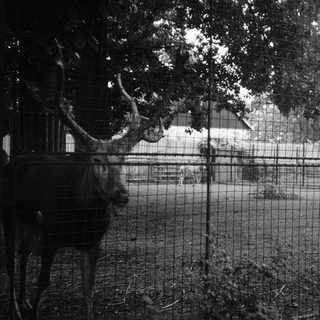 Deer behind fenced enclosure in outdoor setting.