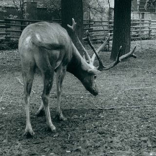 Deer grazing in an enclosed wooded area.