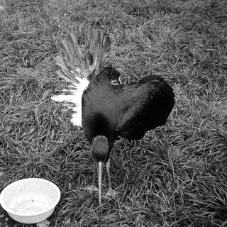 Two roosters drinking and pecking near a bowl.