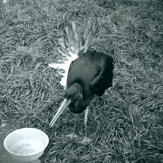 Two birds with long beaks drinking from a bowl.