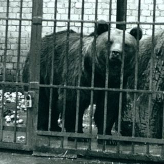 Two bears in a confined metal enclosure.