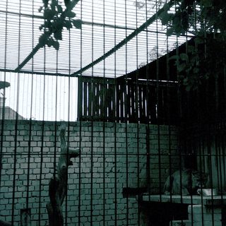 Enclosed zoo exhibit with large glass roof.