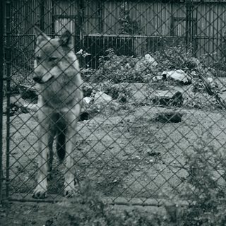 Wolf in an enclosed zoo exhibit.