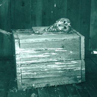 Owl perched inside wooden box nest.