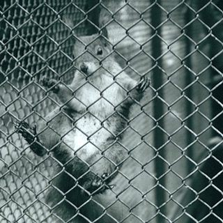 A dog behind a chain-link fence.