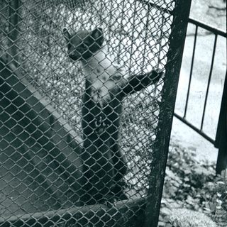 A person leans through a chain-link fence.