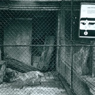 Confined dog lying inside fenced enclosure.