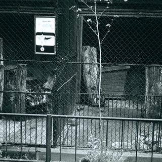 Fenced enclosure with animal, potted plant, and manhole cover.