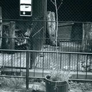 Fenced enclosure with animal, potted plant, and manhole cover.