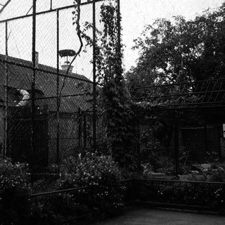 Enclosed zoo exhibit with climbing structure and vines.