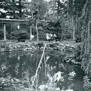 Traditional Japanese garden with pond, rocks, and weeping willow.