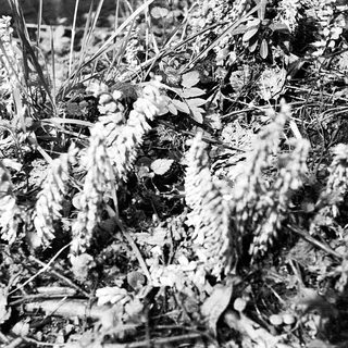 Dense, snow-covered forest branches and foliage.