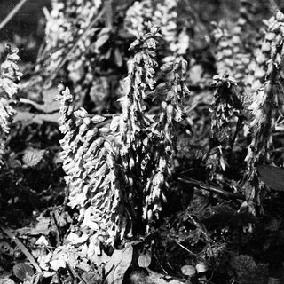 Dried, skeletal ornamental grasses in winter.