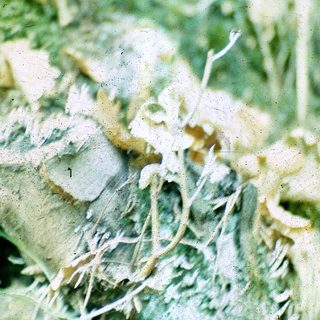 Blurry close-up of plant with fuzzy roots.