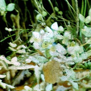 Mushrooms growing on decaying plant matter.