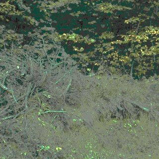 Dry, overgrown brushland with sparse trees.