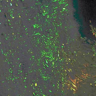Bioluminescent plankton illuminated ocean surface.