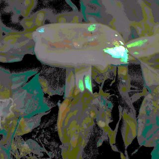 Blurry image of a frog on green leaves.