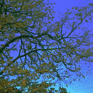 Silhouette of tree branches against twilight sky.