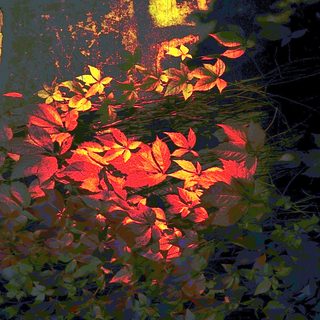 Autumn leaves illuminated by dappled evening light.