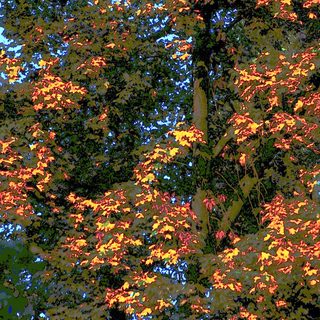 Autumn foliage transitioning to fall colors.