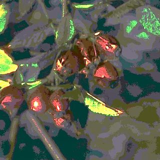 Blurry reflection of green leaves and red berries.