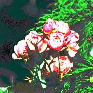 Water surface with floating aquatic plants and flowers.