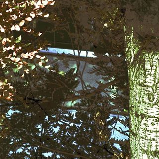 Sunlight filtering through forest leaves onto water.