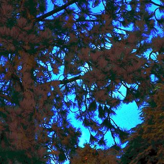 Dark tree branches silhouetted against blue evening sky.