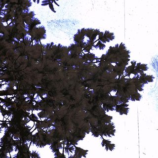 Tall evergreen coniferous trees against sky.