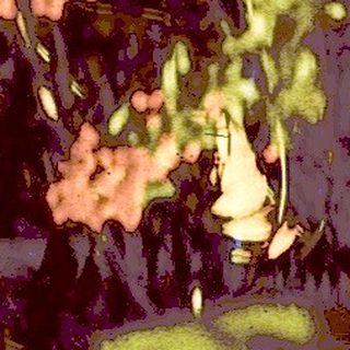 Dense forest foliage with blurred deer silhouette.