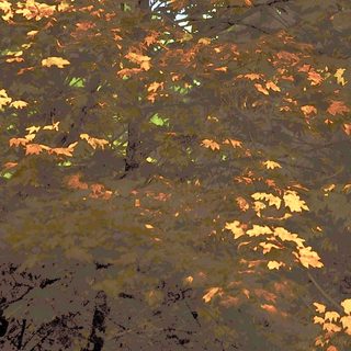 Autumn leaves on a dark, reflective water surface.