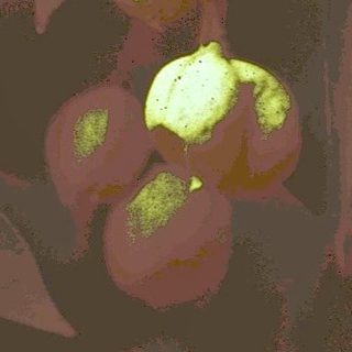 Dark leaves with bright green parasitic plant growths.