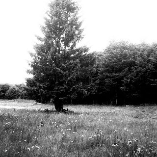 Tall tree in open grassy field.
