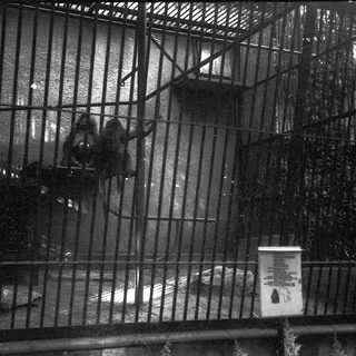 Caged animal in dimly lit enclosure.