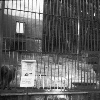 Prisoner exercise area behind barred fence.