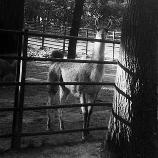 Two alpacas standing near wooden fence.